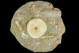 Cretaceous Fossil Fish Vertebra In Rock - Morocco #111586-1